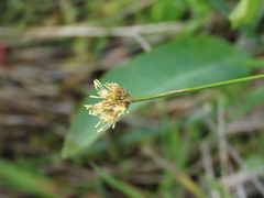 Calliscirpus criniger