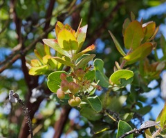 Arctostaphylos glutinosa