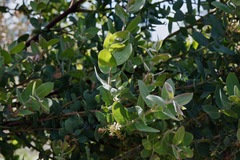 Arctostaphylos glutinosa