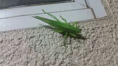 Parvarhynchus japonicus