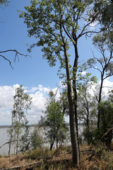 Brachychiton australis