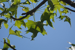 Brachychiton australis