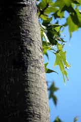 Brachychiton australis