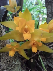 Lycaste