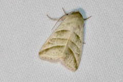 Chloridea subflexa