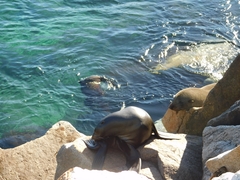 Arctocephalus pusillus