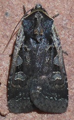 Euxoa tessellata