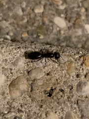Camponotus pennsylvanicus