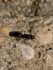Camponotus pennsylvanicus