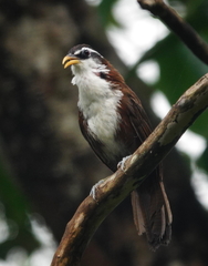 Pomatorhinus melanurus