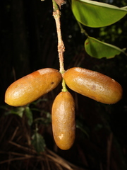Gnetum leyboldii