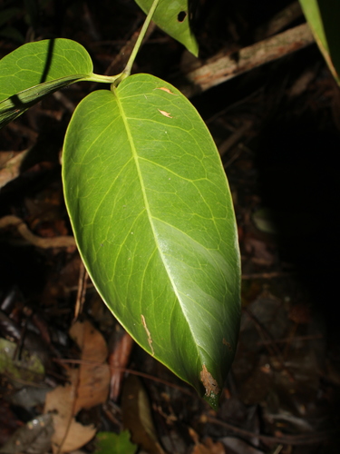 Gnetum leyboldii observed 2022-05-15