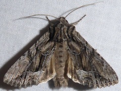 Apamea spaldingi