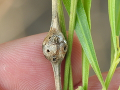 Neolasioptera lathami