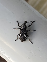 Ithycerus noveboracensis