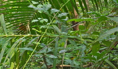 Philothamnus punctatus