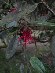Feijoa
