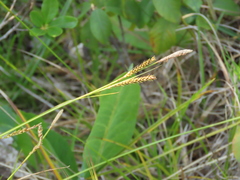Carex mendocinensis