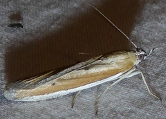 Pima albiplagiatella