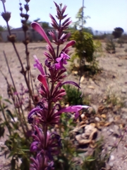 Agastache mexicana