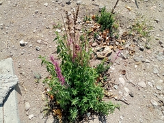 Agastache mexicana