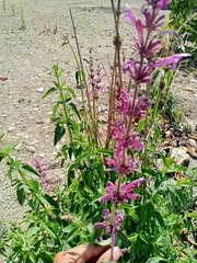 Agastache mexicana