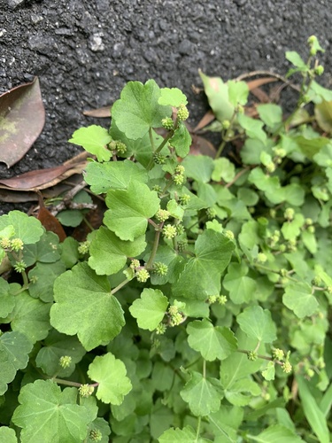 Hydrocotyle pseudoconferta iNat (1)