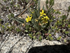 Viola pinetorum