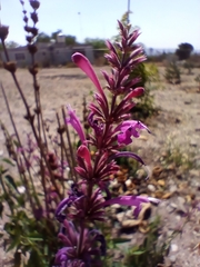 Agastache mexicana