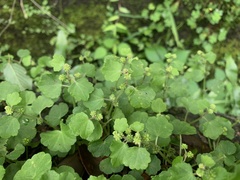 Hydrocotyle pseudoconferta