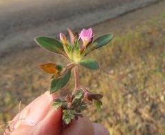 Collomia heterophylla