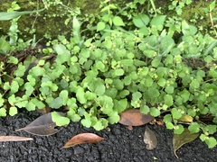 Hydrocotyle pseudoconferta