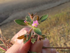 Collomia heterophylla