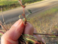 Collomia heterophylla