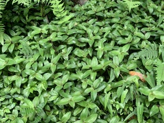 Belosynapsis ciliata