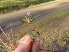 Collomia heterophylla