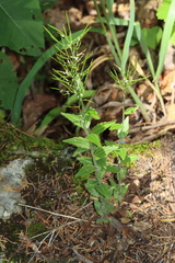 Arabis patens
