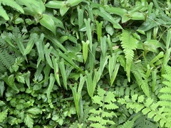 Dioscorea japonica oldhamii