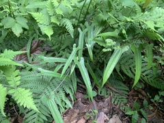 Dioscorea japonica oldhamii