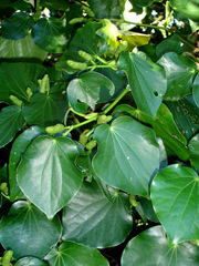 Piper excelsum delangei
