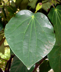 Piper excelsum delangei