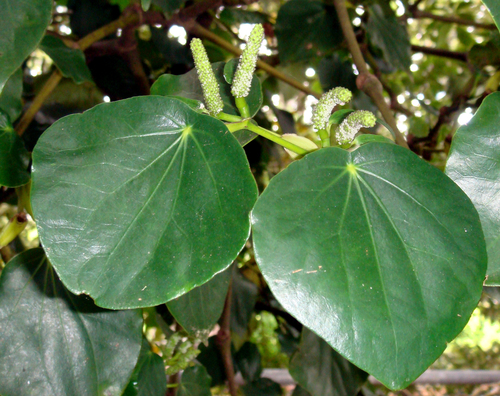 Subspecies Piper excelsum delangei · iNaturalist