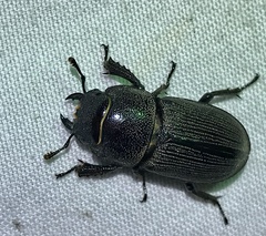Dorcus brevis
