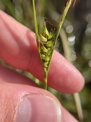 Carex striata