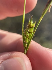 Carex striata