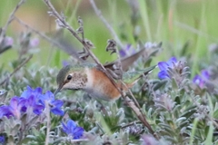 Selasphorus calliope