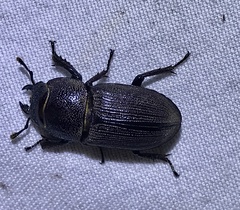 Dorcus brevis