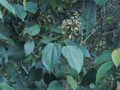 Miconia caudata