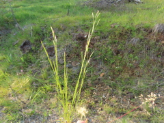 Deschampsia danthonioides