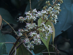 Miconia caudata